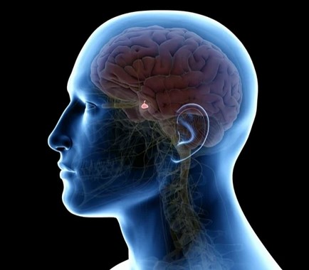 pituitary gland